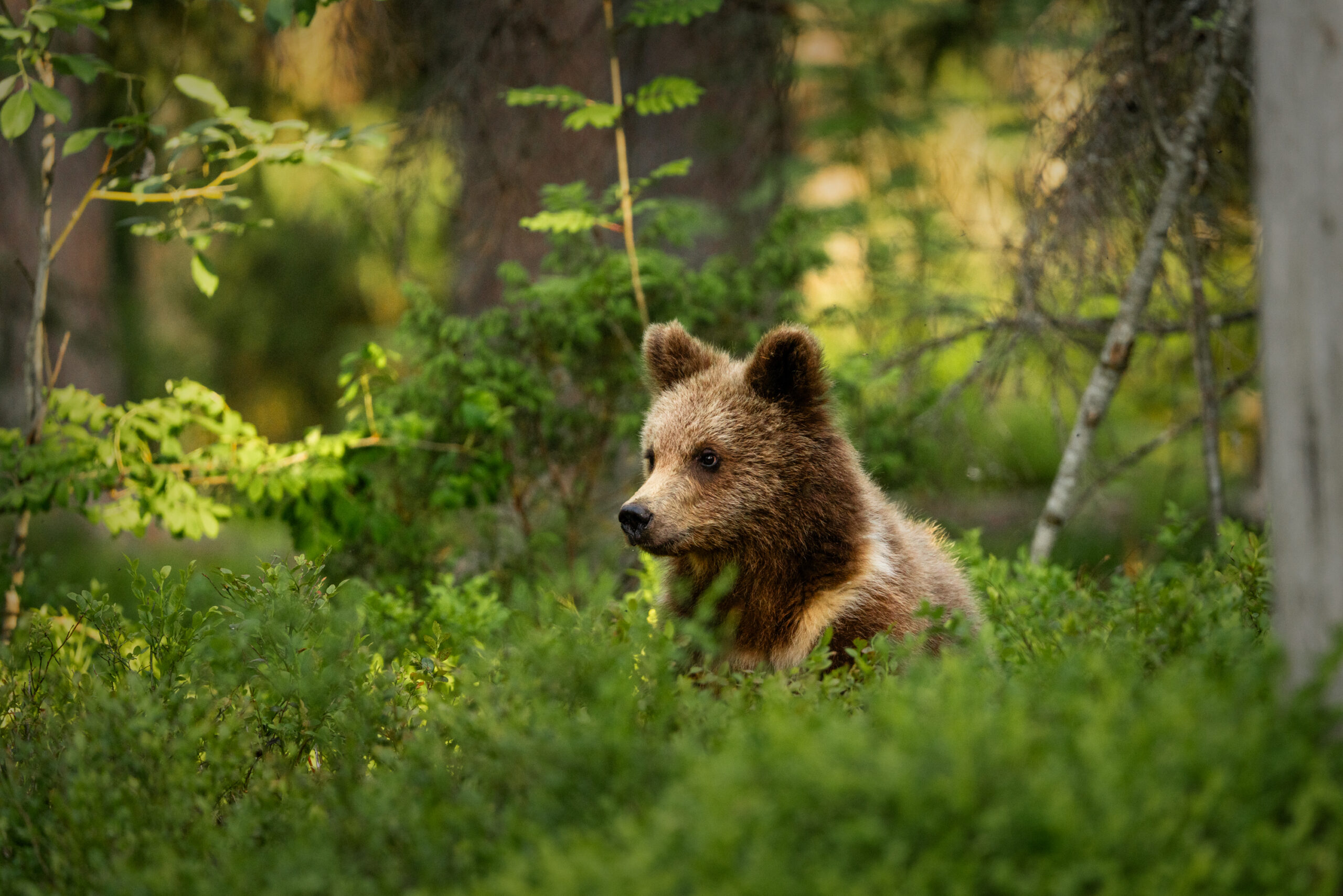 Brown Bear In WildTaiga