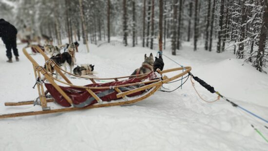 Husky safari