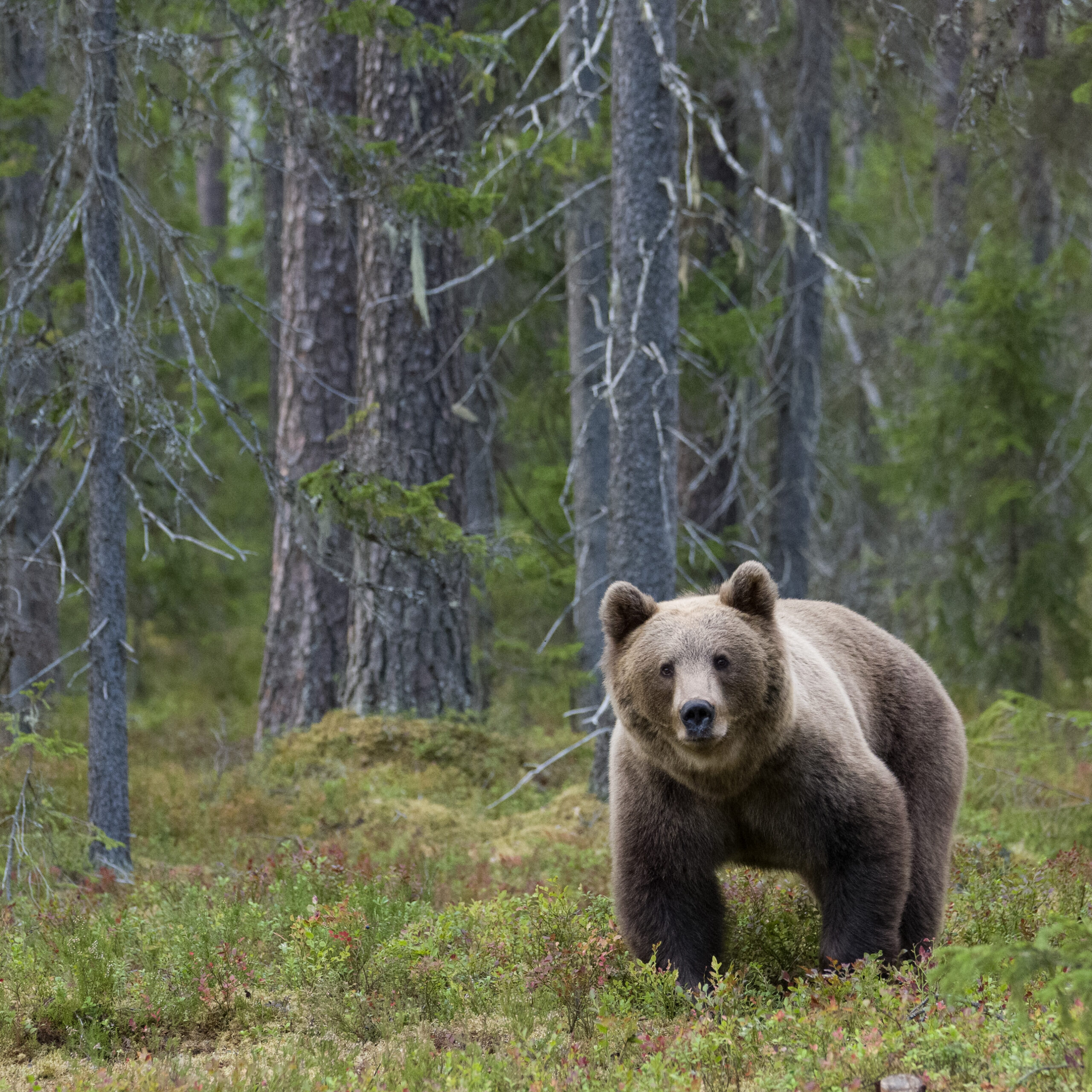 Brown Bear in Wild Taiga, Kuhmo