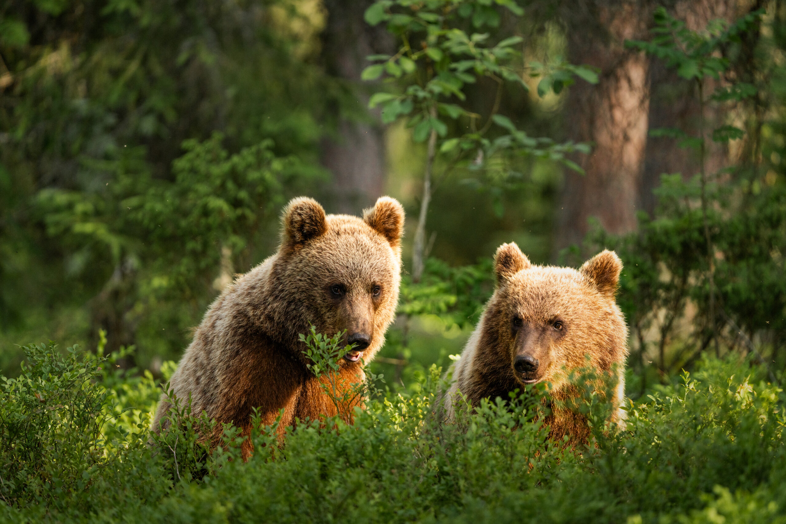 WildTaiga Damon Beckford bears