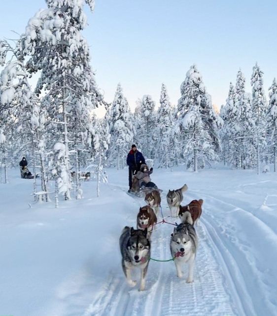 huskies